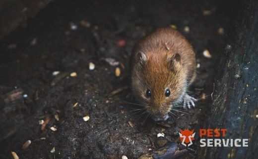 Дератизация в Мариинске